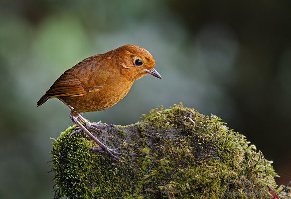 372 Equatorial antpitta (Grallaria saturata) - Ecuador