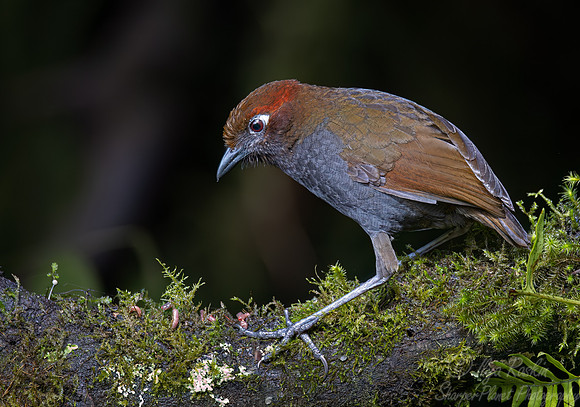 374 Chestnut-naped antpitta (Grallaria nuchalis) - Ecuador