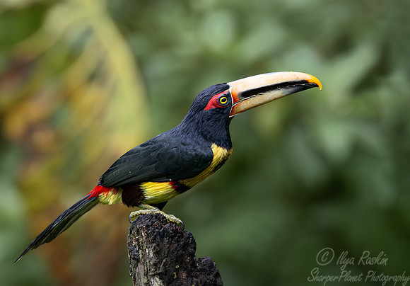 378 Pale-billed araçari (Pteroglossus erythropygius) - Ecuador