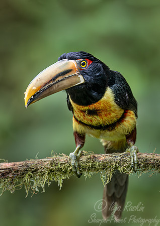 379 Pale-billed araçari (Pteroglossus erythropygius) - Ecuador