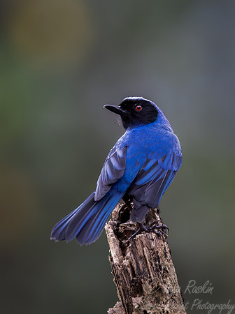 381 Masked flowerpiercer (Diglossa cyanea) - Ecuador