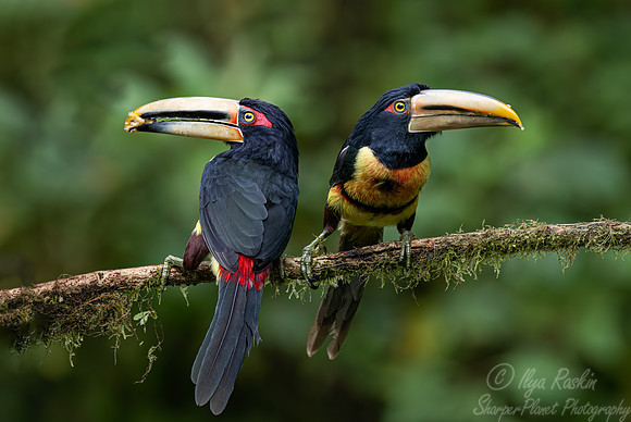 377 Pale-billed araçari (Pteroglossus erythropygius) - Ecuador