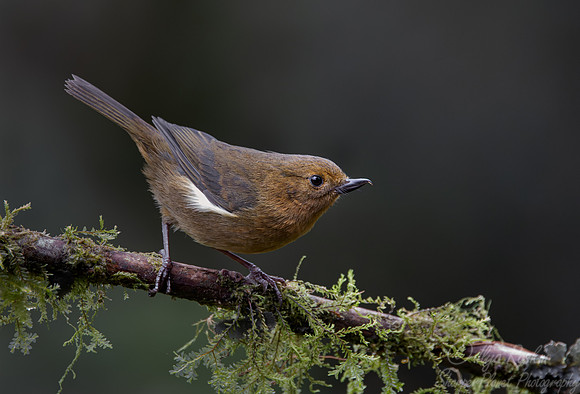 383 White-sided flowerpiercer female (Diglossa albilatera) - Ecuador