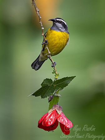 382 Bananaquit (Coereba flaveola) - Ecuador