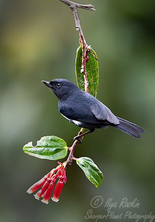 384 White-sided flowerpiercer male (Diglossa albilatera) - Ecuador
