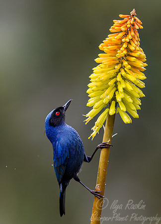 380 Masked flowerpiercer (Diglossa cyanea) - Ecuador