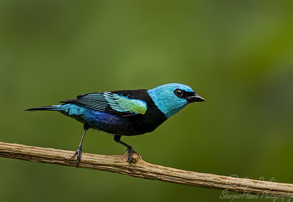 385 Blue-necked tanager (Stilpnia cyanicollis) - Ecuador