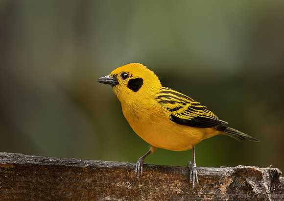 386 Golden tanager (Tangara arthus) - Ecuador