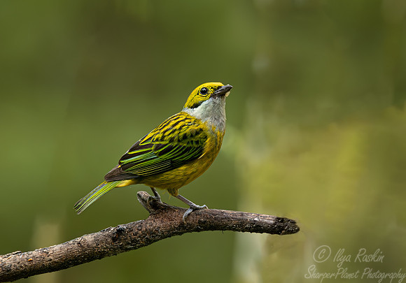 387 Silver-throated tanager (Tangara icterocephala) - Ecuador