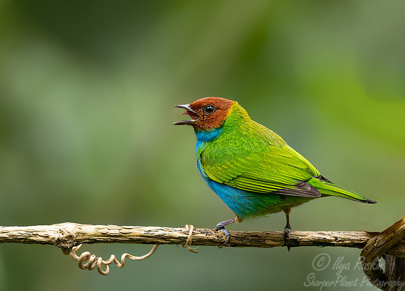 389 Bay-headed tanager (Tangara gyrola) - Ecuador