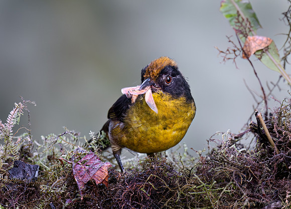 391 Rufous-naped brushfinch (Atlapetes rufinucha) - Ecuador