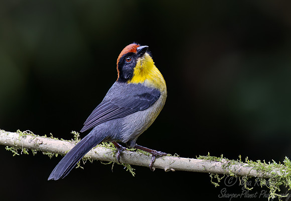 390 Rufous-naped brushfinch (Atlapetes rufinucha) - Ecuador