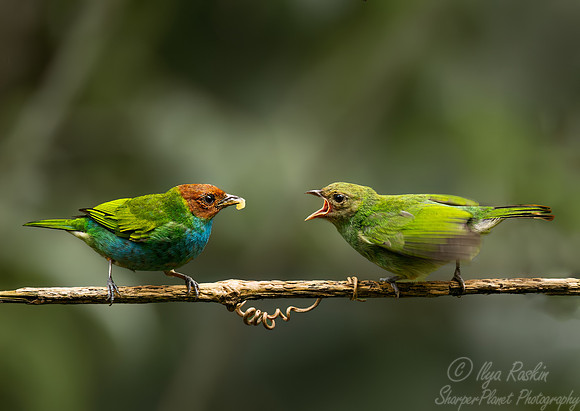 388 Bay-headed tanagers(Tangara gyrola) - Ecuador