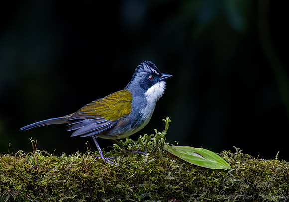 392 Grey-browed brushfinch (Arremon assimilis) - Ecuador