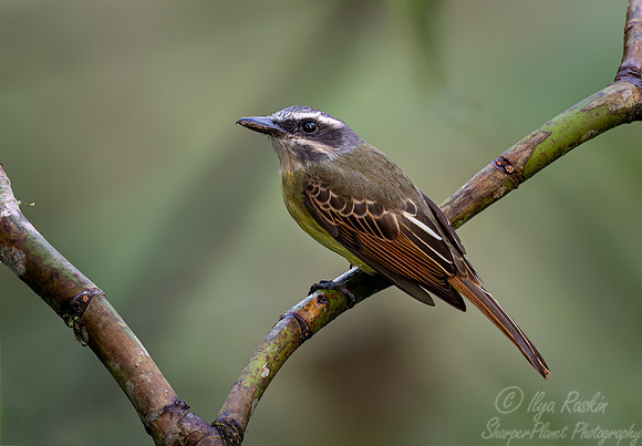 393 Golden-crowned Flycatcher (Myiodynastes chrysocephalus) - Ecuador