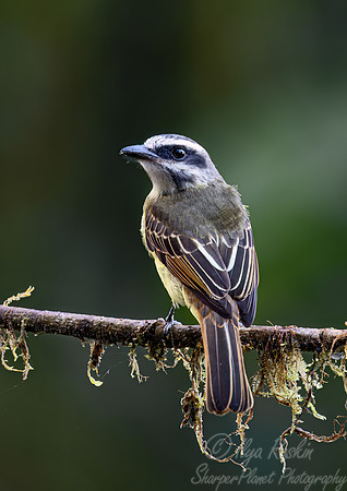 394 Golden-crowned Flycatcher (Myiodynastes chrysocephalus) - Ecuador