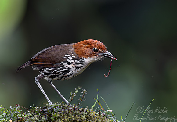 375 Chestnut-crowned antpitta (Grallaria ruficapilla) - Ecuador