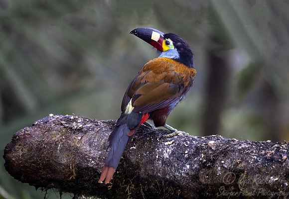 376 Plate-billed mountain toucan (Andigena laminirostris) - Ecuador