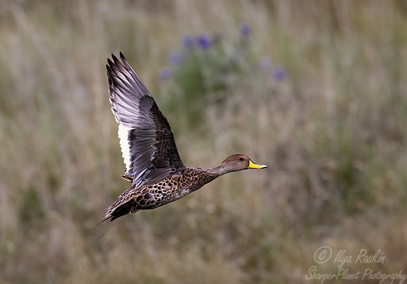 450 Yellow-billed pintail (Anas georgica) - Ecuador