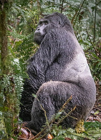 152 Mountain gorilla (Gorilla beringei beringei) - Bwindi Impenetrable NP Uganda