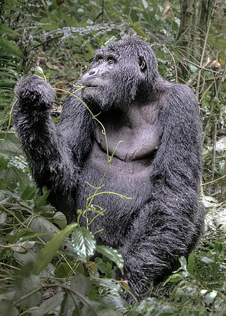 149 Mountain gorilla (Gorilla beringei beringei) - Bwindi Impenetrable NP Uganda