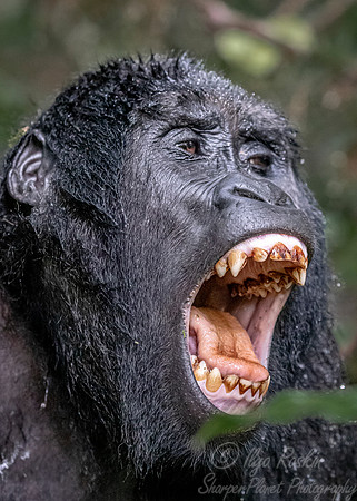 153 Mountain gorilla (Gorilla beringei beringei) - Bwindi Impenetrable NP Uganda