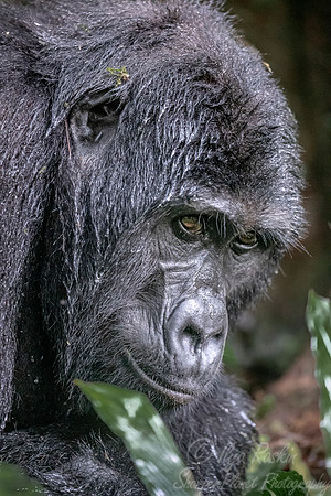 155 Mountain gorilla (Gorilla beringei beringei) - Bwindi Impenetrable NP Uganda