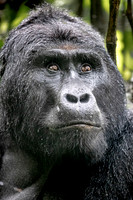 2019 Uganda - Gorillas and Chimps