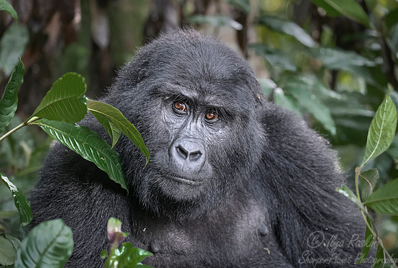157 Mountain gorilla (Gorilla beringei beringei) - Bwindi Impenetrable NP Uganda