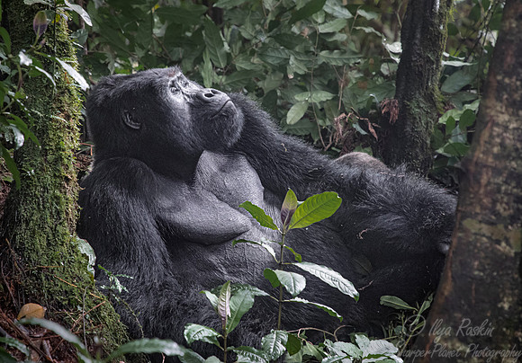 160 Mountain gorilla (Gorilla beringei beringei) - Bwindi Impenetrable NP Uganda