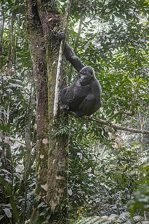 162 Mountain gorilla (Gorilla beringei beringei) - Bwindi Impenetrable NP Uganda