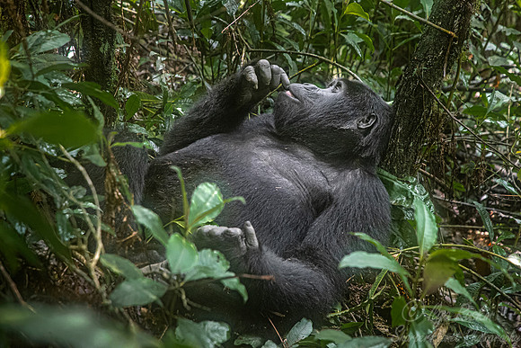 163 Mountain gorilla (Gorilla beringei beringei) - Bwindi Impenetrable NP Uganda