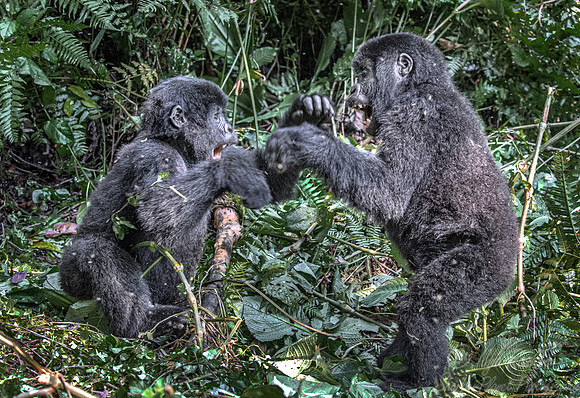 164 Mountain gorillas (Gorilla beringei beringei) - Bwindi Impenetrable NP Uganda
