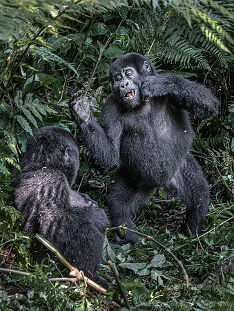 165 Mountain gorillas (Gorilla beringei beringei) - Bwindi Impenetrable NP Uganda