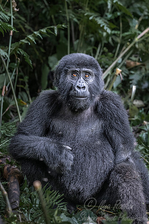 166 Mountain gorilla (Gorilla beringei beringei) - Bwindi Impenetrable NP Uganda