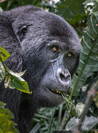 168 Mountain gorilla (Gorilla beringei beringei) - Bwindi Impenetrable NP Uganda