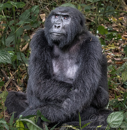 169 Mountain gorilla (Gorilla beringei beringei) - Bwindi Impenetrable NP Uganda