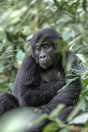 171 Mountain gorilla (Gorilla beringei beringei) - Bwindi Impenetrable NP Uganda