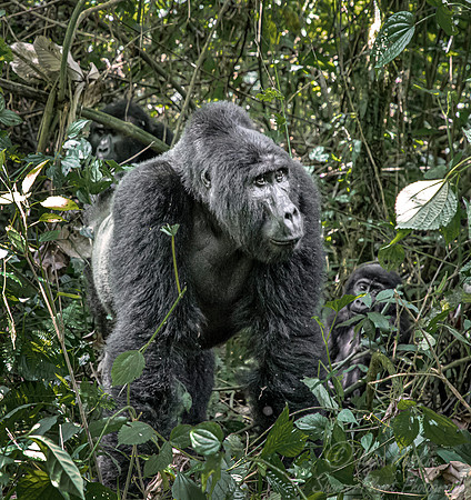 174 Mountain gorillas (Gorilla beringei beringei) - Bwindi Impenetrable NP Uganda