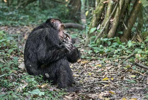 175 Chimpanzee (Pan troglodytes) - Kibale Forest NP Uganda