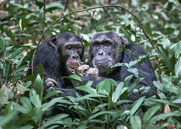 175 Mountain gorillas (Gorilla beringei beringei) - Bwindi Impenetrable NP Uganda
