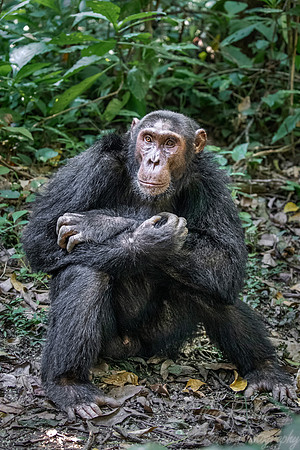 176 Chimpanzee (Pan troglodytes) - Kibale Forest NP Uganda