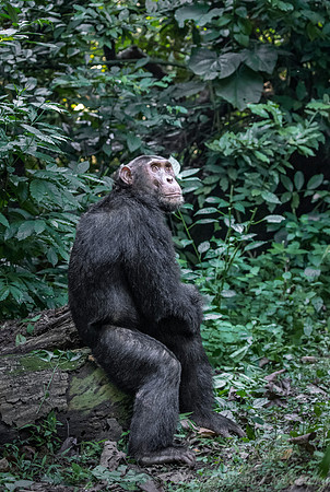 178 Chimpanzee (Pan troglodytes) - Kibale Forest NP Uganda