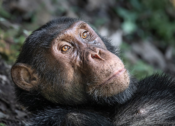 180 Chimpanzee (Pan troglodytes) - Kibale Forest NP Uganda