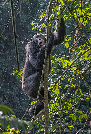 181 Chimpanzee (Pan troglodytes) - Kibale Forest NP Uganda