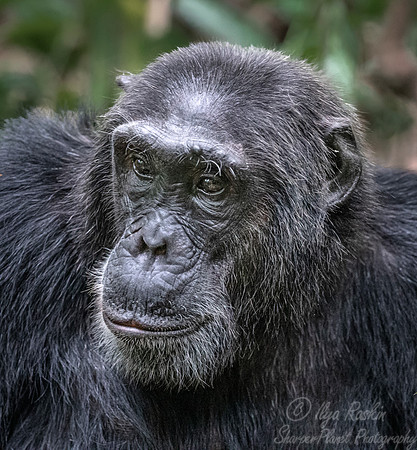 182 Chimpanzee (Pan troglodytes) - Kibale Forest NP Uganda