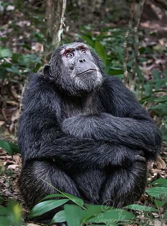 183 Chimpanzee (Pan troglodytes) - Kibale Forest NP Uganda