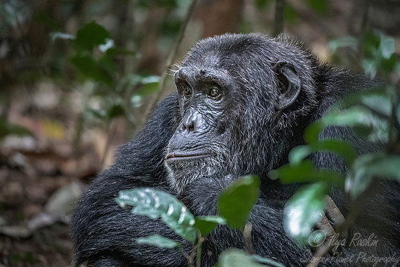184 Chimpanzee (Pan troglodytes) - Kibale Forest NP Uganda