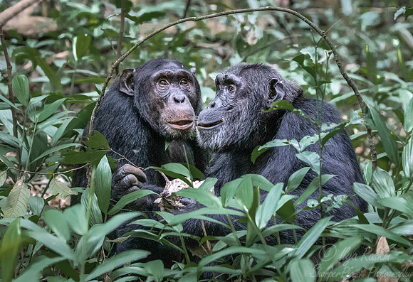 186 Chimpanzees (Pan troglodytes) - Kibale Forest NP Uganda