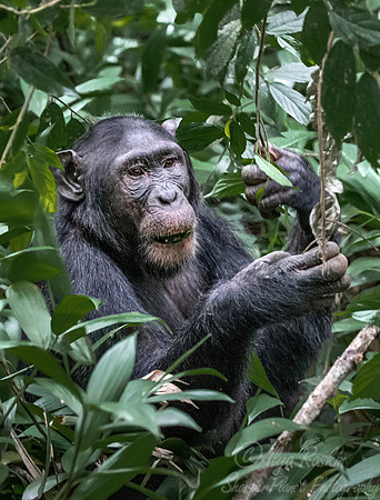 187 Chimpanzee (Pan troglodytes) - Kibale Forest NP Uganda